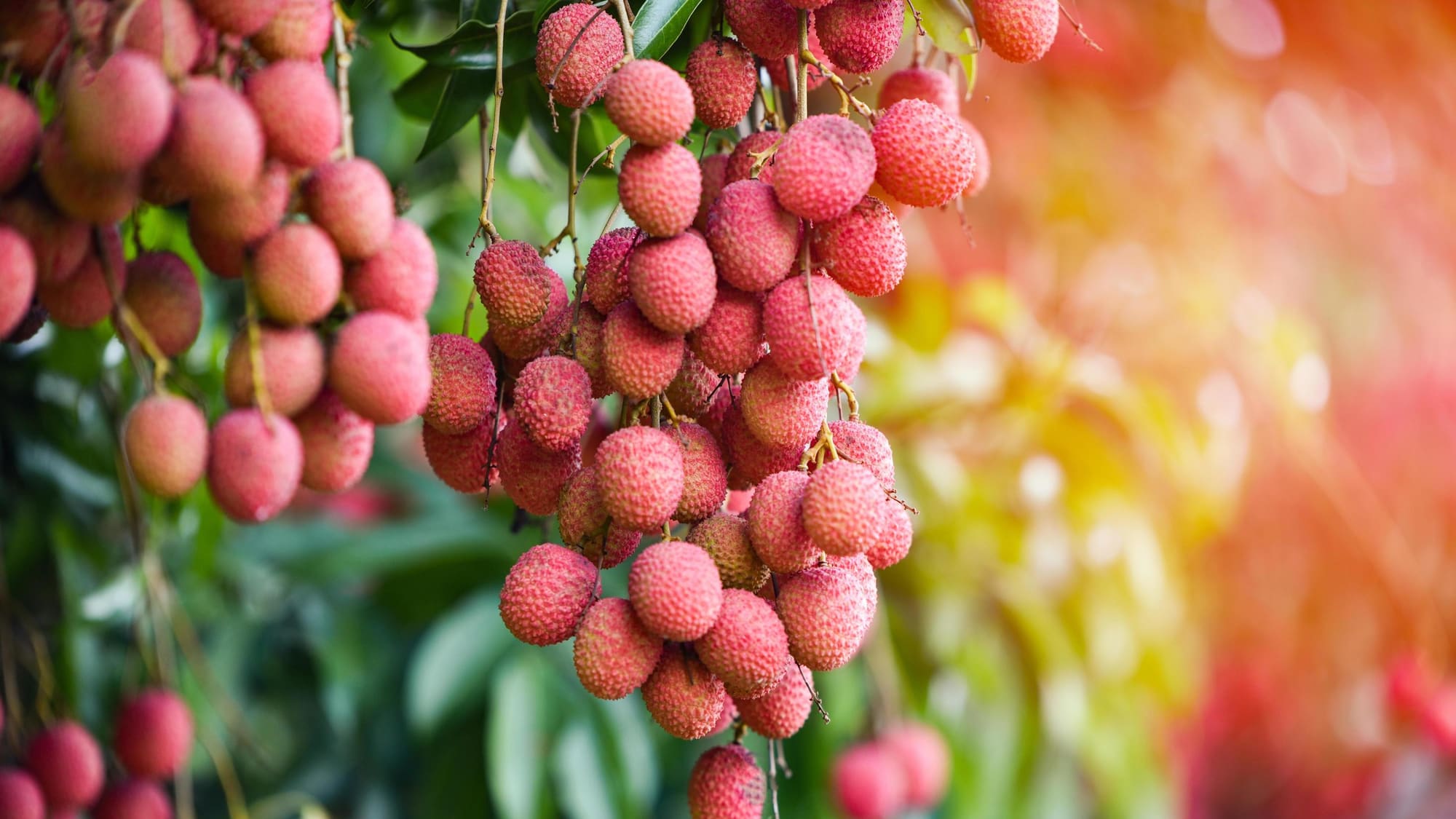 Ripe lychees on the branch in the orchard at OW Elements