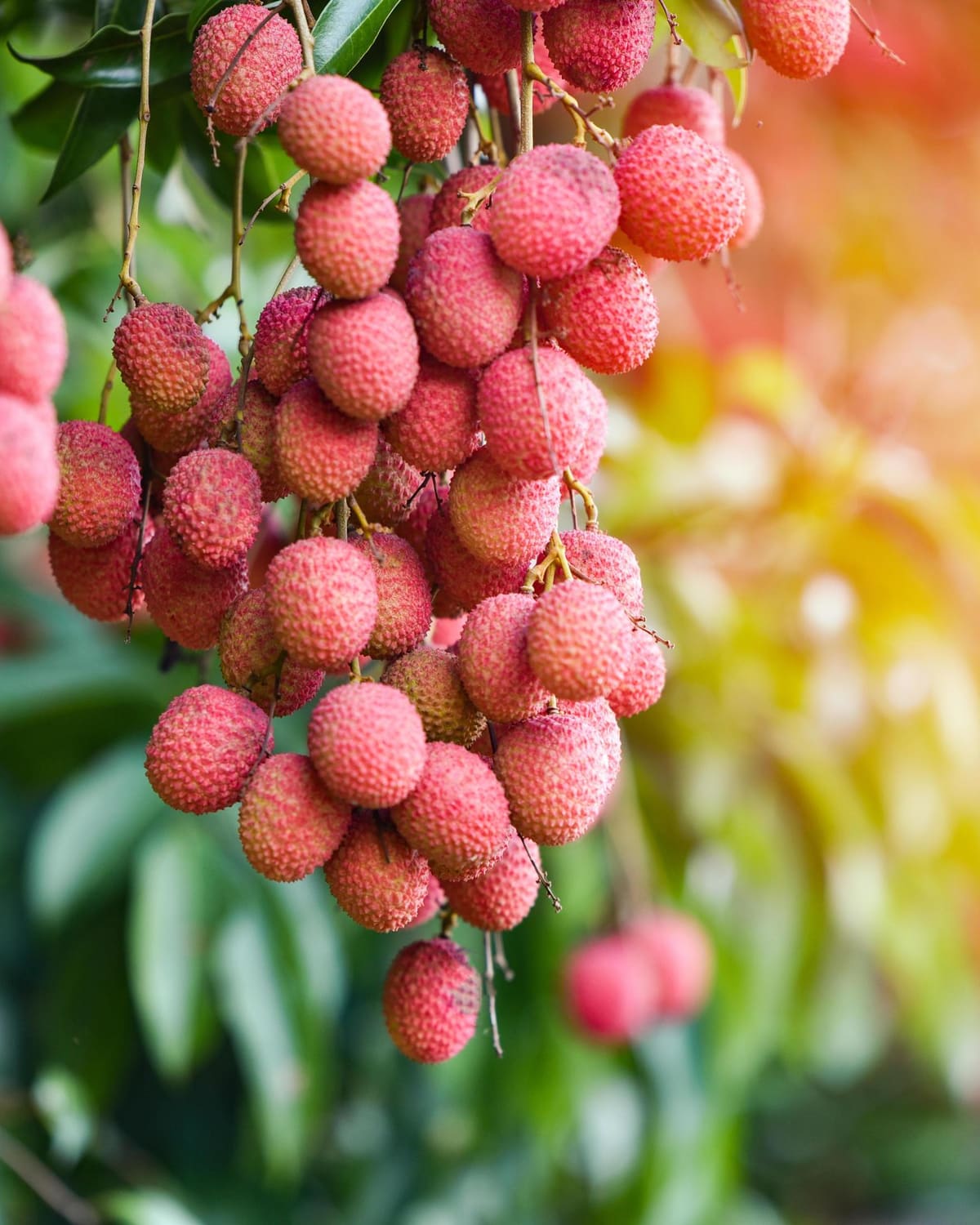 Lychees hanging in dense clusters on the tree, photographed in the orchard