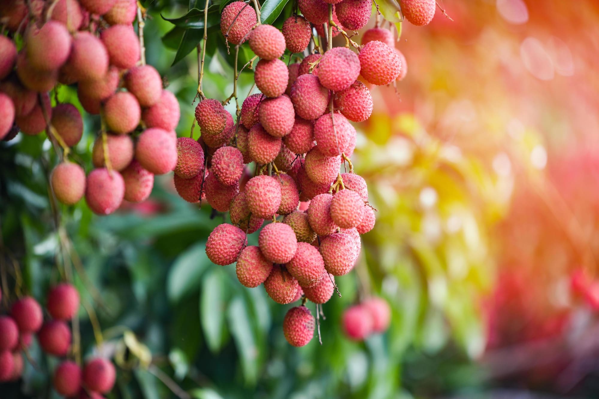 Clusters of ripe lychees hanging from a branch in the orchard, sunlit foliage behind